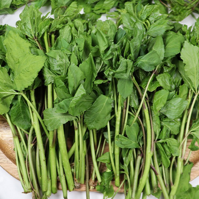 청송 향좋은 봄나물 오가피순 1KG, 1개