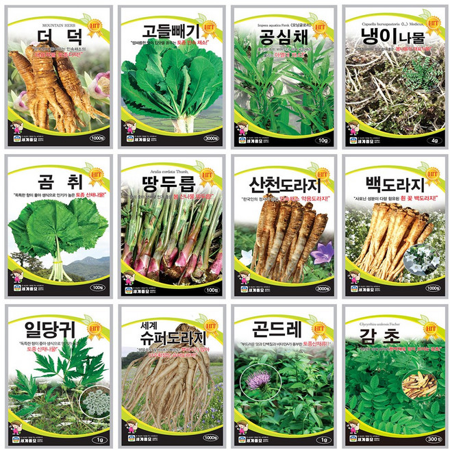 약초씨앗모음 백도라지씨 고들빼기씨앗 여주종자 더덕씨앗, 214 땅두릅 100립, 1개