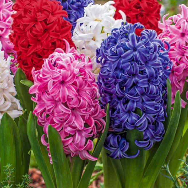 히아신스 구근 히야신스 키우기 포트 랜덤 꽃 추식구근 수경재배 남서울식물원, 3개, 단일