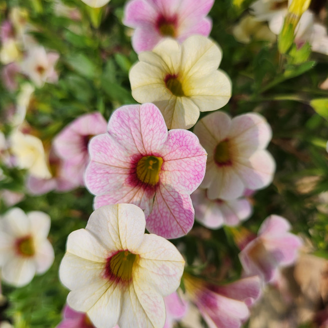 유담정원 1+1 핑크패션+카멜레온타르트 2종 슈퍼벨 밀리언벨 칼리브라코아 화초 꽃 모종 농장직송, 2개