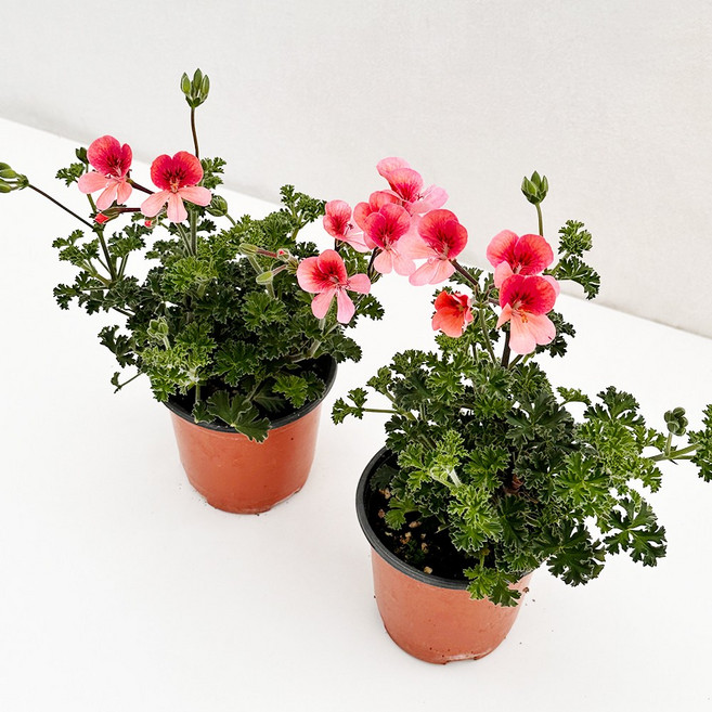 신선 농장 직접발송 1+1특가 랜디 주황꽃 엔젤아이스 리갈제라늄 캔디 제라늄 꽃 패라고늄 모종, 1개, 1+1