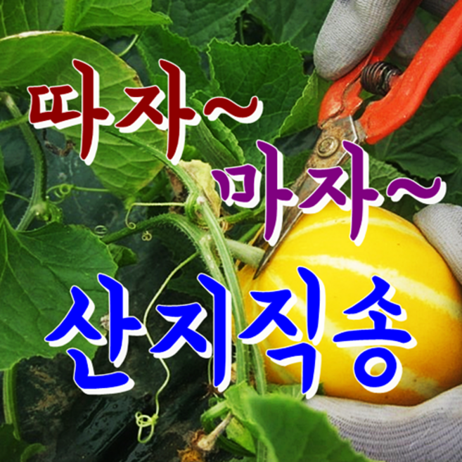 [성주참외] 꿀먹고 자란 아삭달콤한 성주참외 산지직배송, 1박스, 02.가정용 참외 2kg 랜덤or혼합과