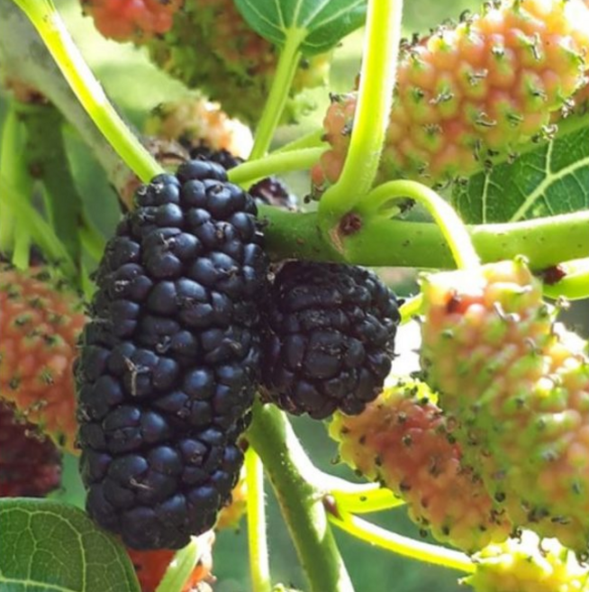 명품 황토 햇 오디5kg +오디즙추가, 1개, 5kg, 25년 실속형 재래종오디5kg+오디즙1포