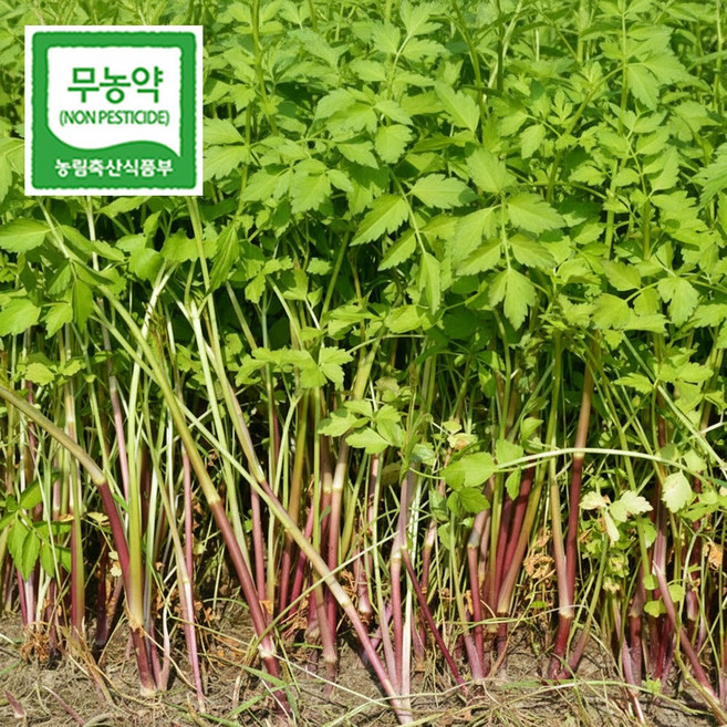 청도 산지직송 손질당일 발송 미나리, 1개, 1kg