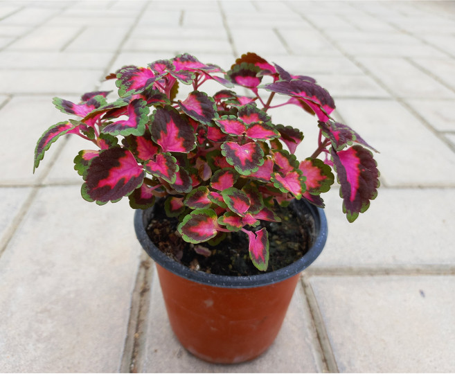 콜레우스 핑크 호리우스 콜리우스 미니화분 공기정화 토분 풀잎이야기, 기본 플라스틱 포트, 1개