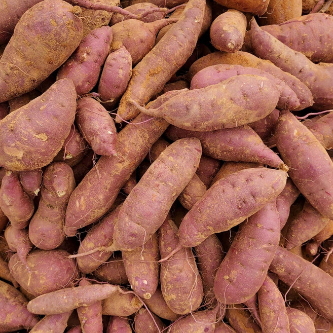 파머스마마 해남 햇 꿀고구마 산지직송, 1개, 5kg 특 (120~300g미만)