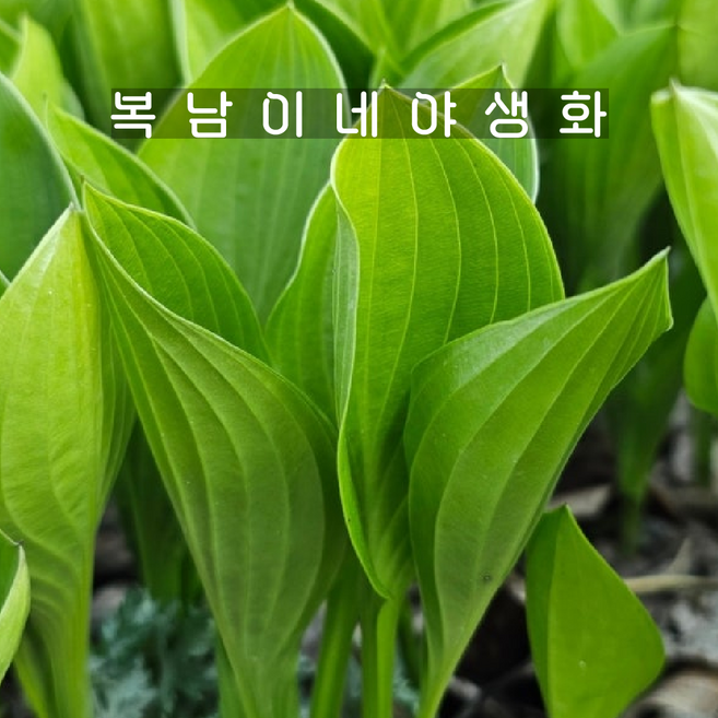 작은 비비추 [5개 복남이네야생화 모종 지피식물 반그늘 그라스 호스타 hosta], 5개