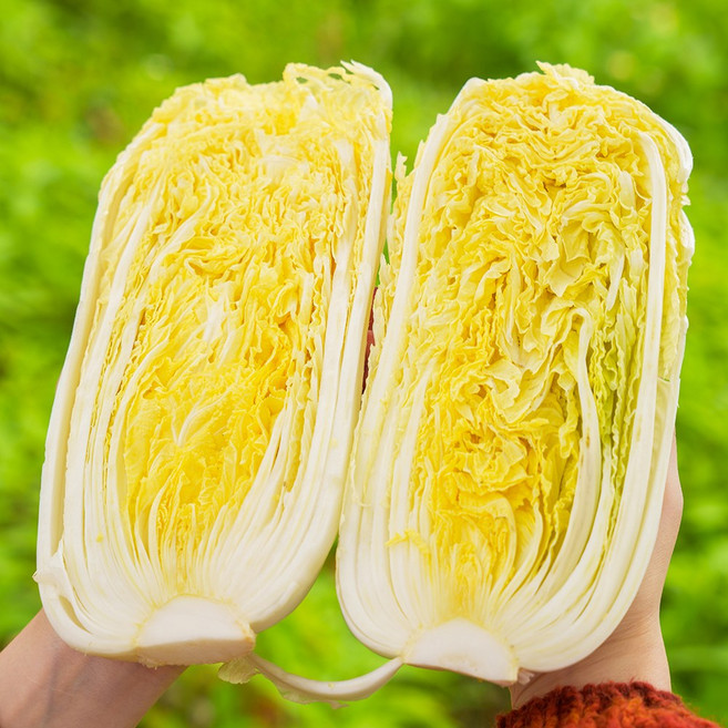 전라도청년 프레시 국산 알배기 배추 쌈배추 상품, 4개, 400g