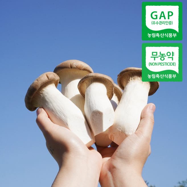 [친환경 무농약 GAP] 국내산 새송이버섯, 1개, 꼬마 2kg 특