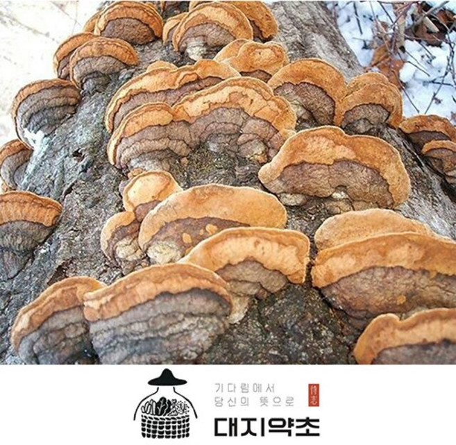 [대지약초] 자연산 상황버섯 / 강원도 정선 자연산 개회상황버섯 황철상황버섯, 황철상황버섯100g, 1개