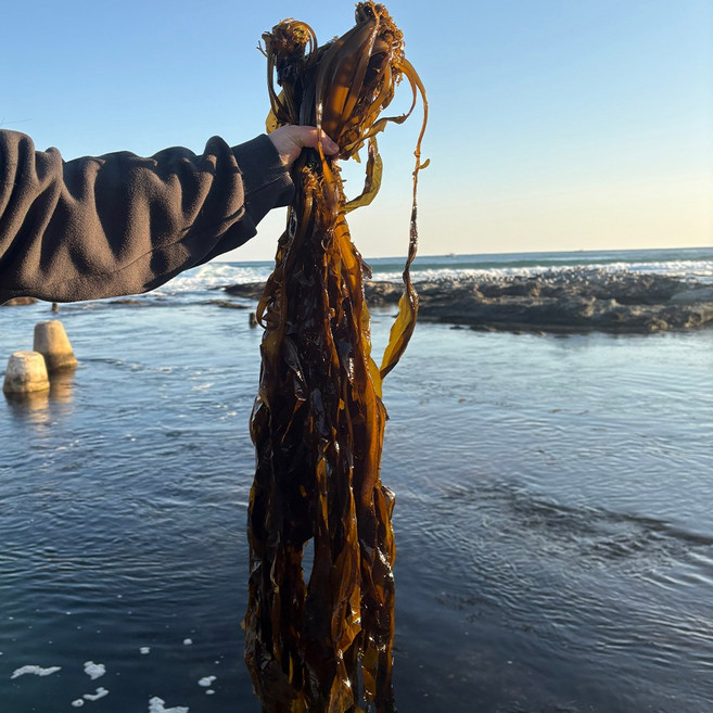 철따라농산물 당일채취 기장 생 물미역 해조 1kg 2kg, 1개, 물미역1kg