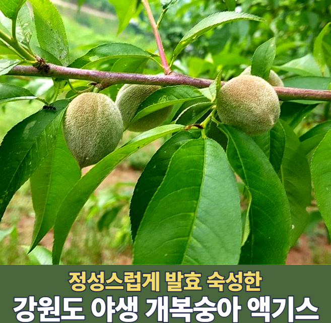 국산 토종 개복숭아 액기스 100% 원액 즙 엑기스 돌복숭아 원액 농축액 워터 효소 쥬스 강원도 건강즙 750ml, 1개