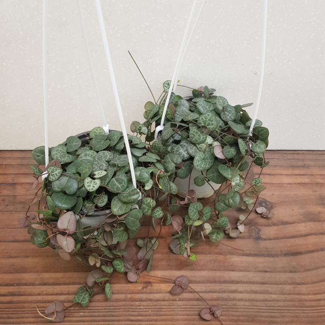 [용이네 화원] 러브체인 [2개묶음 1+1 무료배송] 10cm 화분 129, 2개, 랜덤