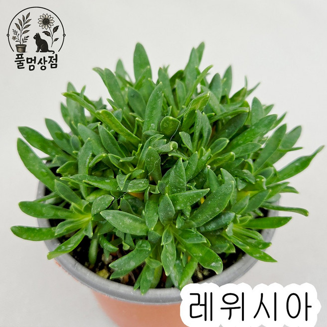 [풀멍상점] 미니 레위시아 (10CM 포트) / 칼라렌덤 / 월동식물 / 선별발송 분채배송/ 방수라벨 이름표포함-농장직