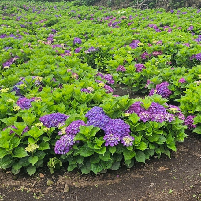 (경북묘목) 우수한품종의 수국나무묘목 분묘 포트묘 판매중, 엔들레스 썸머 분묘 H.30cm  분묘, 1개