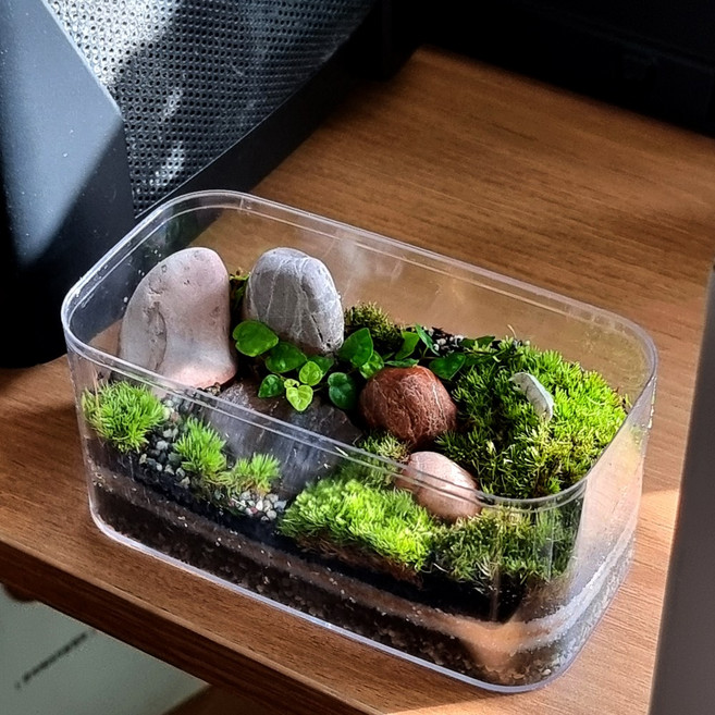 테이블가드닝 티라미숲 이끼 테라리움 키트 제주애기모람 미니마 미니 테라리움 만들기, 높은 이집트홍돌 용기, 1개