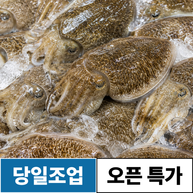 당일조업 국내산 생물 활 갑오징어, 1박스, 1kg (2~4미)