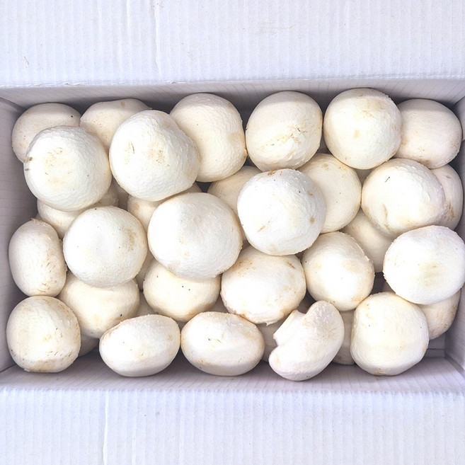 클릭마켓 국내산 양송이 못난이 양송이버섯, 1개, 4kg