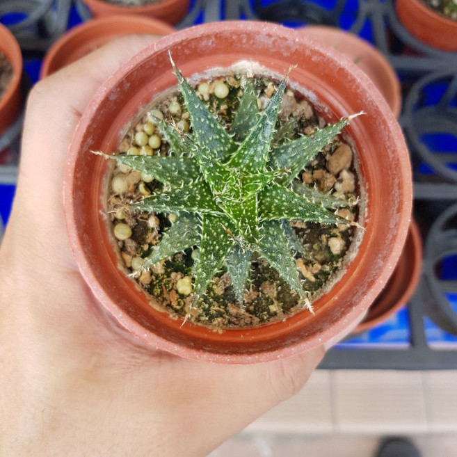 P老闆園藝 拍拍蘆薈 多肉植物 3吋盆, 1個