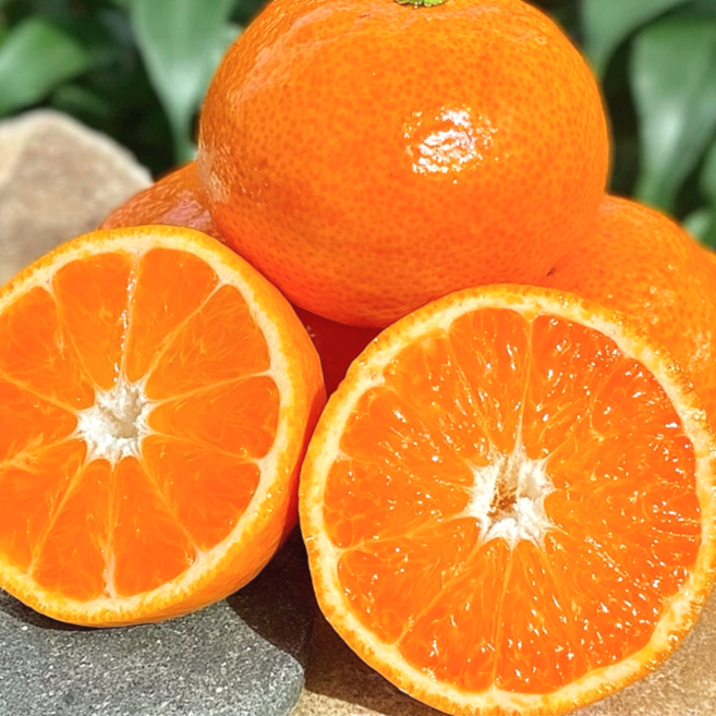 [산지직송] 제주 천혜향 초고당도 당도선별 푸드담다, 1박스, 2kg