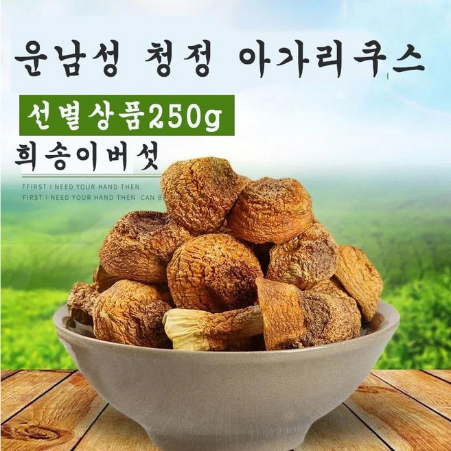 아가리쿠스 버섯 각종 영양소가 풍부한 자연건강식, 500g, 1개