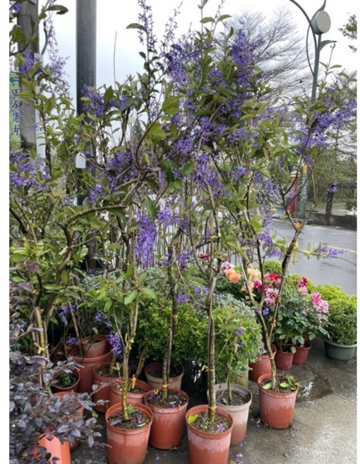 霏霏園藝 日本許願藤 高200公分 8吋盆 四季開花, 1個