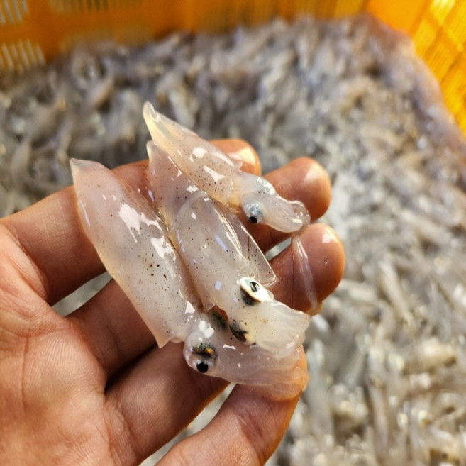 국내산 생물 횟감 호래기, 1박스, 500g / 100미 내외