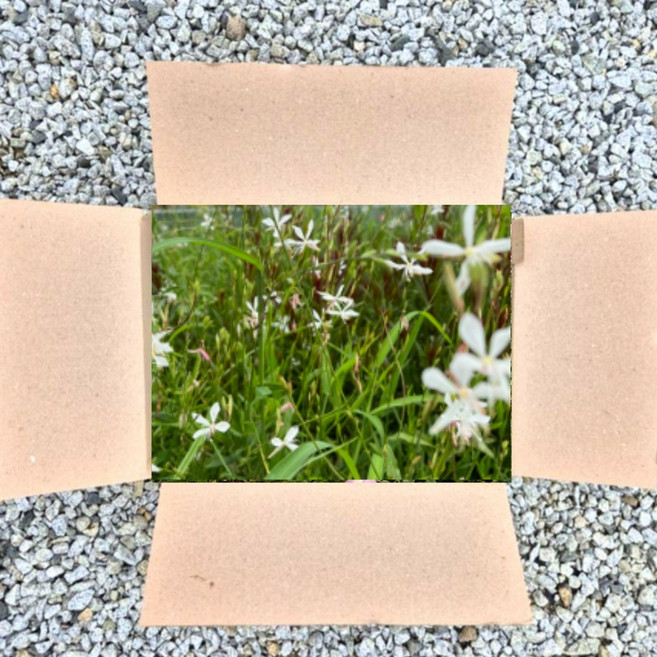 흰가우라 25개세트 홍접초 바늘꽃 가우라 모종 오래피는꽃 노지월동식물 야생화, 1개