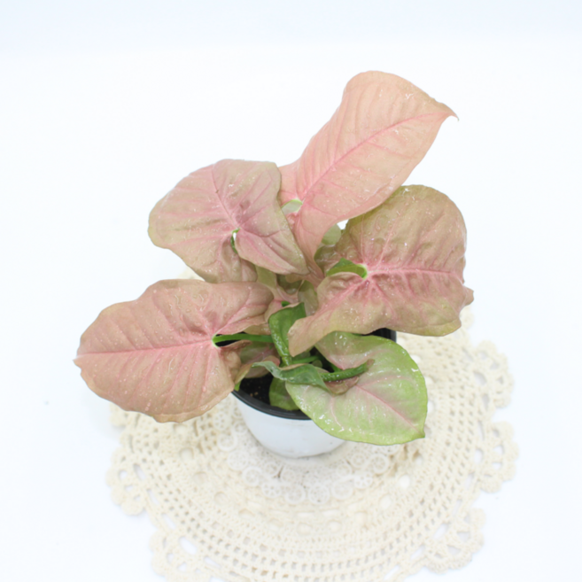 밀크콘테티 싱고니움 핑크색 신고니움 실내공기정화 반려식물 수경식물, 1개