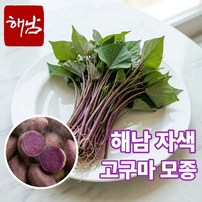 더맛곳간 국내산 해남 자색고구마 모종 고구마순 종근 종순 종자 자색고구마, 1개, 3kg