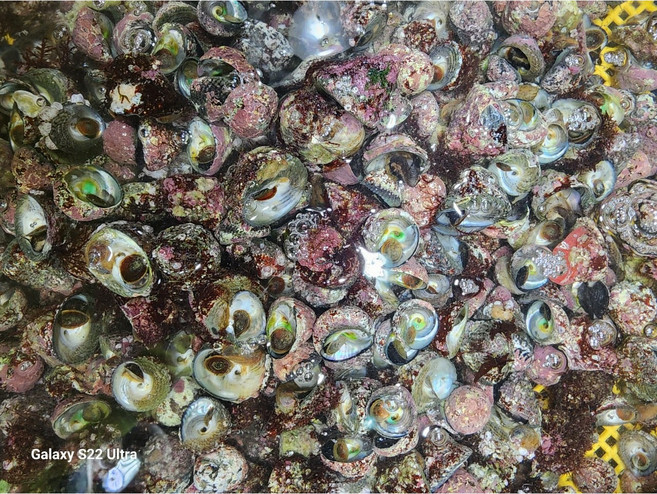 통영 직배송 보말고동 보말고둥, 1박스, 1kg