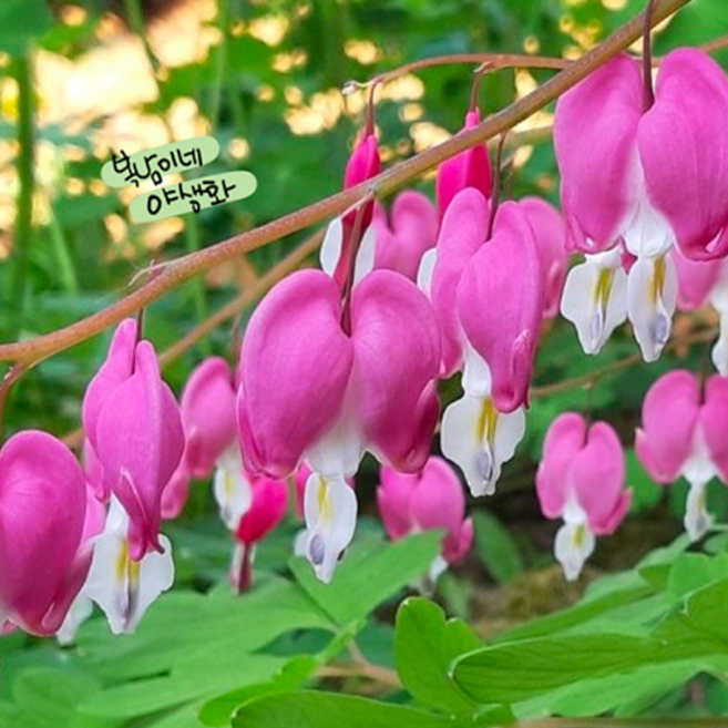 분홍금낭화 [3개 복남이네야생화 모종 며느리주머니꽃 며늘취 블리딩하트 dicentra], 1개