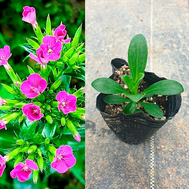 금산묘목나라 패랭이꽃 모종 갯패랭이 봄야생화 분홍색꽃 들꽃 3치 포트묘 40개