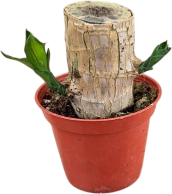 欣榮園藝 巴西木 幸運木 3寸盆 巴西鐵樹 香龍血樹 室內盆栽, 1個, 約3~3.5cm