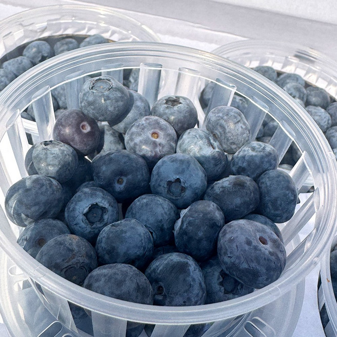 국내산 프리미엄 과일 생블루베리 14mm 생과 즙 주스 불루베리, 4세트, 100g