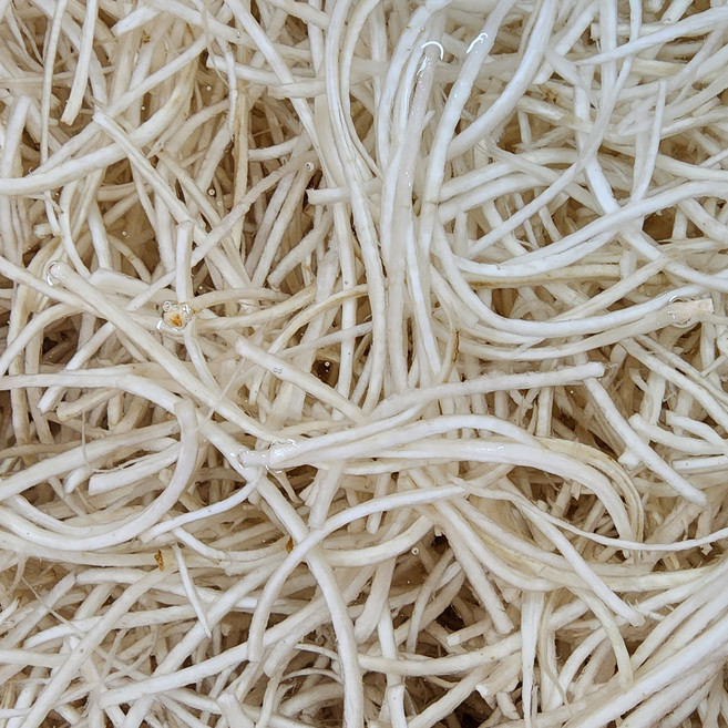 경남 밀양 우엉 우엉채 우엉실채 어슷썬우엉 흙우엉 아이스팩+아이스박스 포장, 1개, 우엉실채 1kg