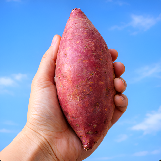 [농가직송] 황토밭 해남 고당도 꿀 고구마 상품(특상), 1개, 3kg