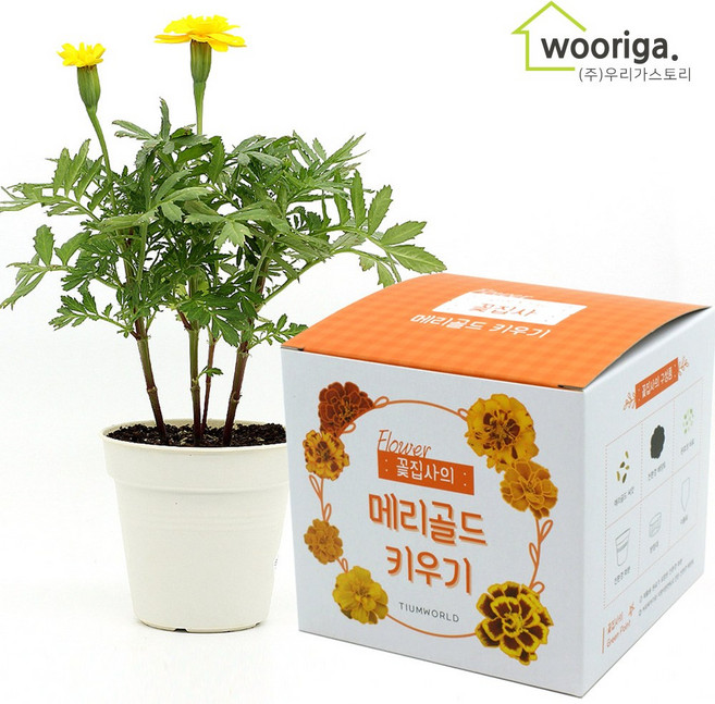 우리가스토리 미니화분키우기 꽃 화초 공기정화식물 새싹 허브 텃밭 화분 상추재배 새싹키우기, 1개, 꽃집사_메리골드
