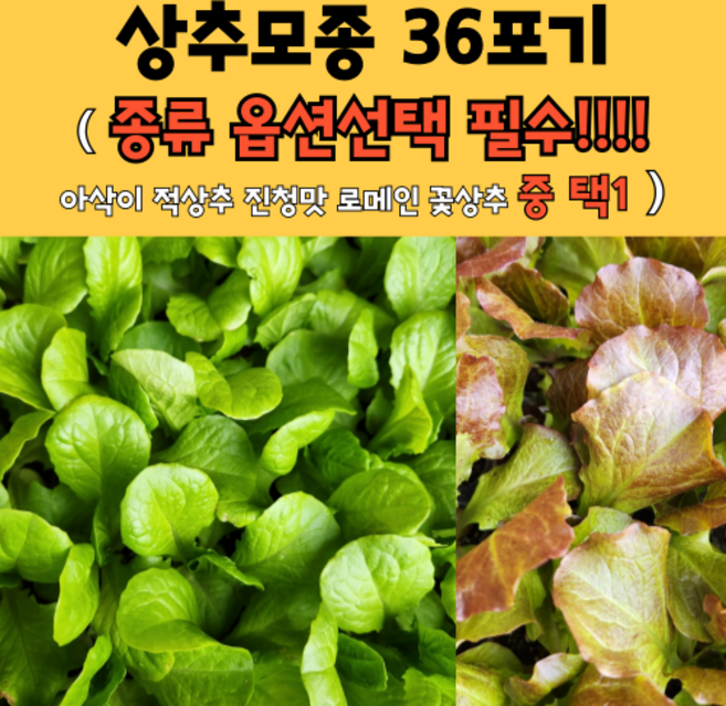모두다팜 상추모종 36개 청상추 아삭이상추 꽃상추 로메인상추 적상추 모종 진청맛상추 담배상추, 아삭이 상추(생채) 36개