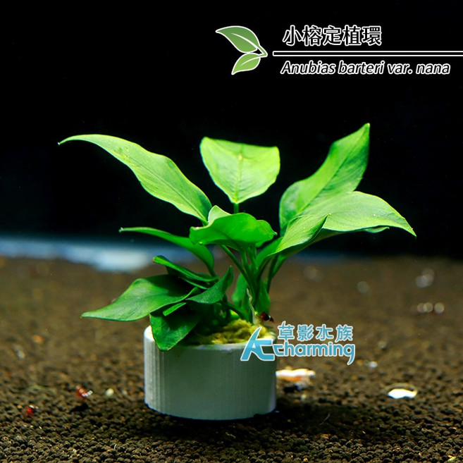 AC草影 小榕 水草造景 盆裝陰性水草, 1個, 小榕定植環
