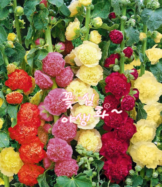 겹더블접시꽃 채터스 노지월동다년초 모종 개화주 여름개화 규격10cm화분묘 꽃심야생화, 2개