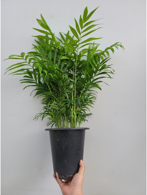 인기야자 테이블야자 중대형 50~70cm 119, 1개