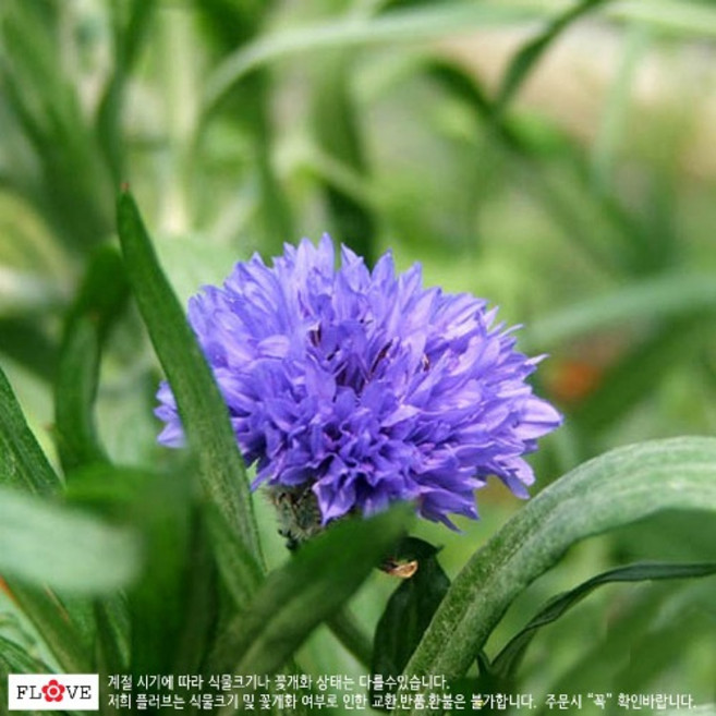 플러브 콘플라워 (수레국화)