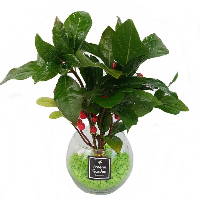 트리앤 1+1 푸딩병 개운죽 / 단지(1개) 아이비식물 테이블야자 천냥금 행운목 산데리아 홍콩야자 수경식물 수경재배, 77. 단지 천냥금(연두) 1개, 1개