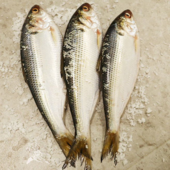 푸드꾸미 햇 가을 구이용전어 전어회 전어, 1박스, 1kg(구이용 전어)