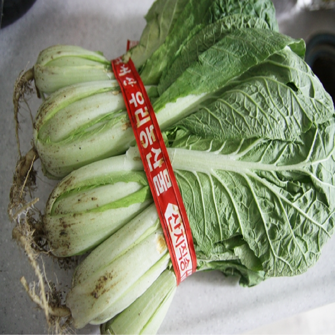 [영일만농수산]국내산 얼갈이 얼갈이배추 물배추 단배추 1단(1키로내외), 1개, 1kg