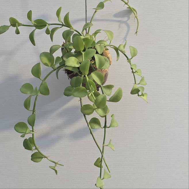 디시디아 그린 소라껍질 행잉플랜트 에이피플랜츠, 10개, 기본