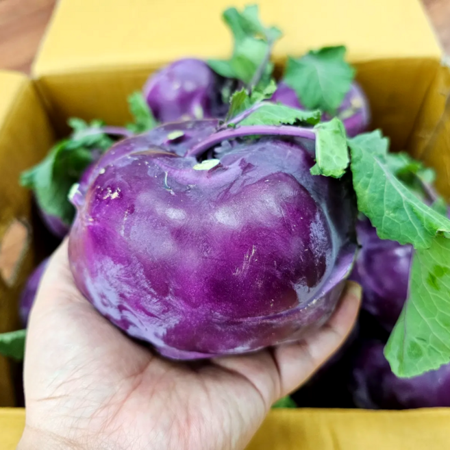 [재주문1위] 제주 산지직송 최상급 콜라비, 1개, 3kg