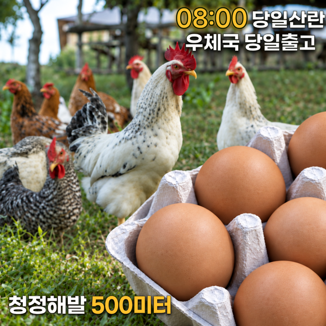 난각번호1번 유정란 자연방사 해발500미터 무항생제, 1개, 60구