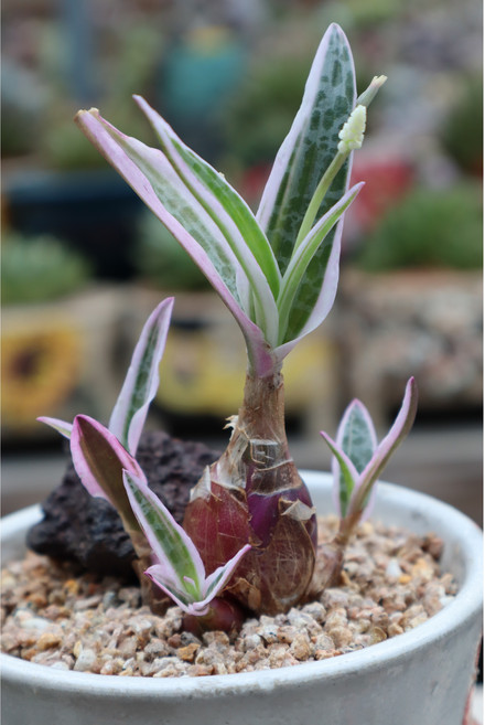 비올라쉬금 구근식물 희귀다육 다육이금(화분제외), 1개